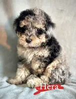 Hera, a female Poodle - Miniature  for sale in Wheeling, IL – 2 of 3