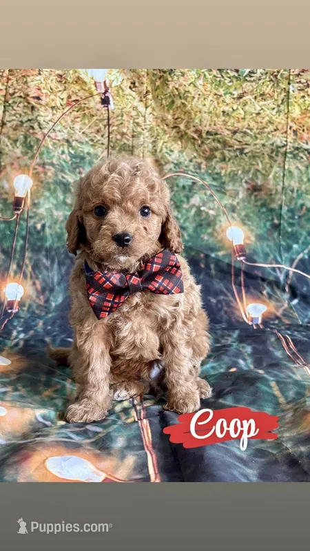 Coop – Cavapoo puppy for sale in Wheeling, IL