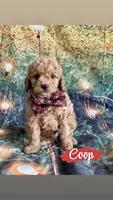 Coop, a male Cavapoo for sale in Wheeling, IL – 1 of 2