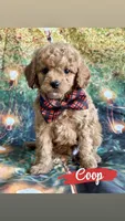 Coop, a male Cavapoo for sale in Wheeling, IL – 2 of 2