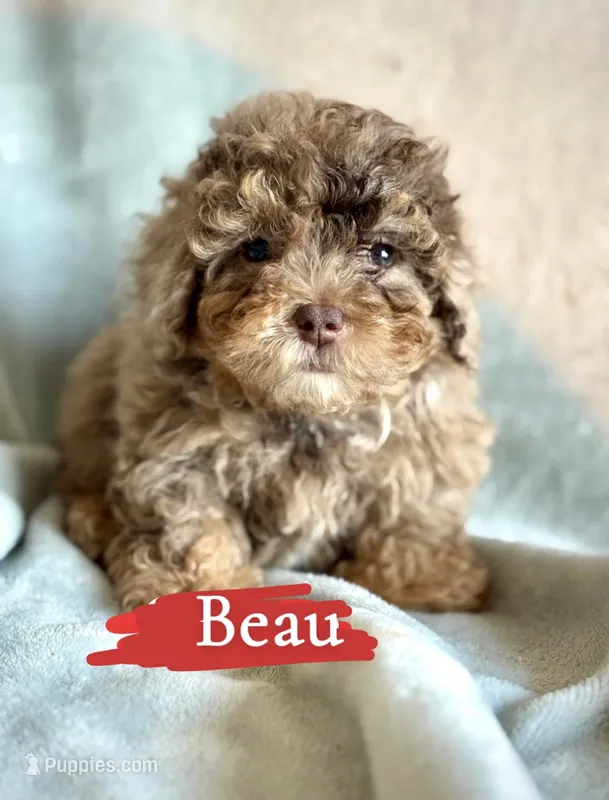 Beau – Poodle - Toy  puppy on hold in Wheeling, IL