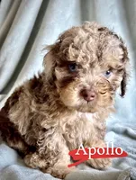 Apollo, a male Poodle - Miniature  for sale in Wheeling, IL – 2 of 2