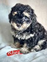 Rhea, a female Poodle - Miniature  for sale in Wheeling, IL – 2 of 2