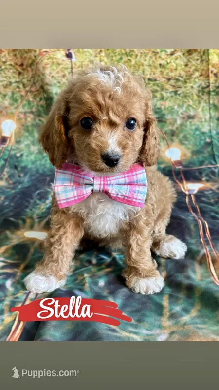 Stella – Cavapoo puppy for sale in Wheeling, IL