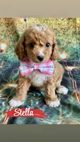 Stella, a female Cavapoo for sale in Wheeling, IL – 1 of 2