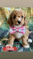 Stella, a female Cavapoo for sale in Wheeling, IL – 2 of 2