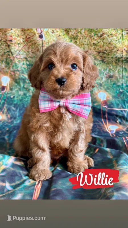 Willie – Cavapoo puppy for sale in Wheeling, IL