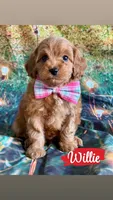Willie, a male Cavapoo for sale in Wheeling, IL – 1 of 2