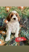 Alice, a female Cavapoo for sale in Wheeling, IL – 1 of 2