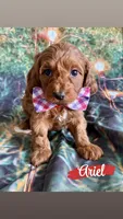 Ariel, a female Cavapoo for sale in Wheeling, IL – 1 of 2