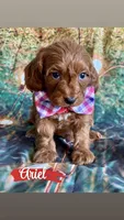 Ariel, a female Cavapoo for sale in Wheeling, IL – 2 of 2