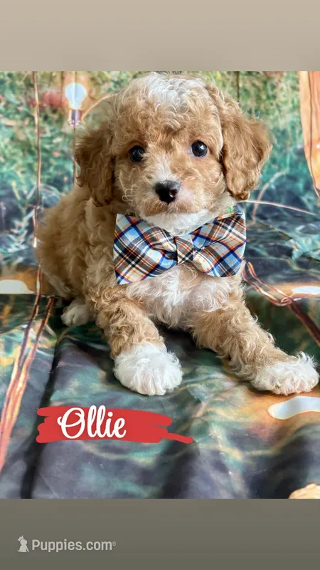 Ollie – Cavapoo puppy for sale in Wheeling, IL