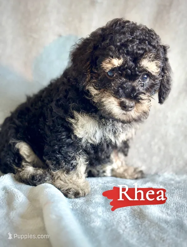 Rhea – Poodle - Miniature  puppy for sale in Wheeling, IL