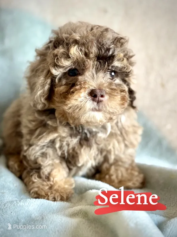 Selene – Poodle - Miniature  puppy for sale in Wheeling, IL