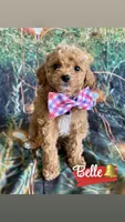 Belle, a female Cavapoo for sale in Wheeling, IL – 2 of 2
