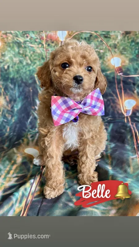 Belle – Cavapoo puppy for sale in Wheeling, IL