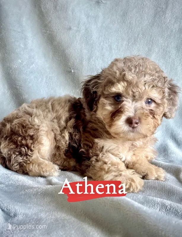 Athena – Poodle - Miniature  puppy for sale in Wheeling, IL