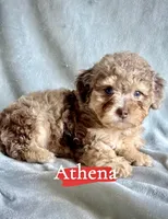 Athena, a female Poodle - Miniature  for sale in Wheeling, IL – 1 of 3