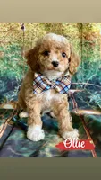 Ollie, a male Cavapoo for sale in Wheeling, IL – 1 of 2