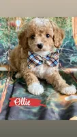 Ollie, a male Cavapoo for sale in Wheeling, IL – 2 of 2