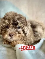 Beau, a male Poodle - Toy  for sale in Wheeling, IL – 3 of 3