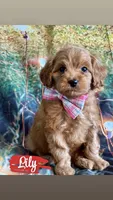 Lily, a female Cavapoo for sale in Wheeling, IL – 2 of 2