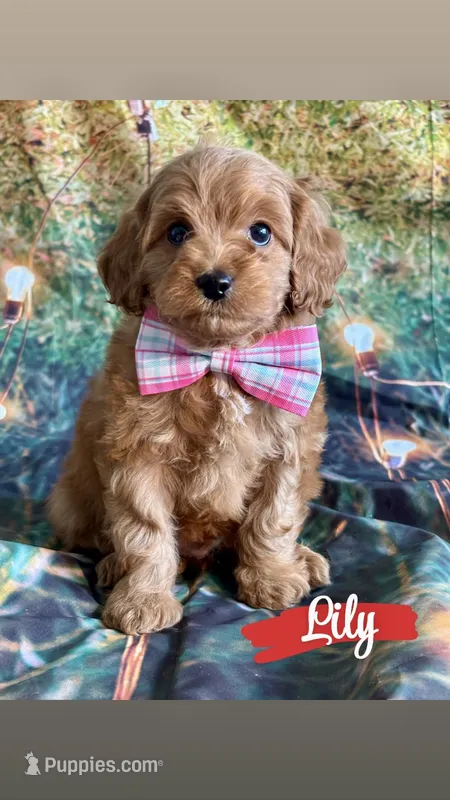 Lily – Cavapoo puppy for sale in Wheeling, IL