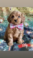 Lily, a female Cavapoo for sale in Wheeling, IL – 1 of 2