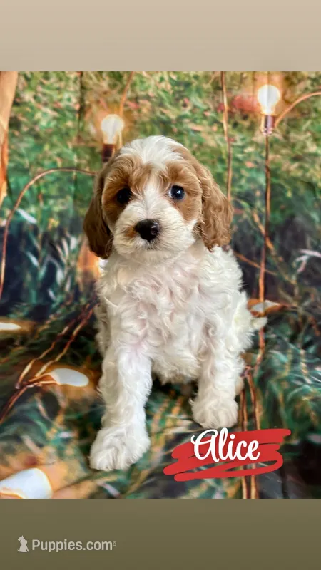Alice – Cavapoo puppy on hold in Wheeling, IL