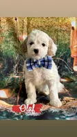 Olaf, a male Cavapoo for sale in Wheeling, IL – 2 of 2