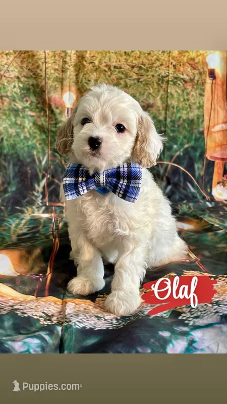 Olaf – Cavapoo puppy for sale in Wheeling, IL
