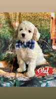 Olaf, a male Cavapoo for sale in Wheeling, IL – 1 of 2