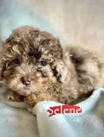 Selene, a female Poodle - Miniature  for sale in Wheeling, IL – 2 of 3