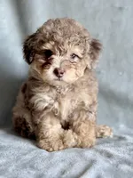 Athena, a female Poodle - Miniature  for sale in Wheeling, IL – 3 of 3