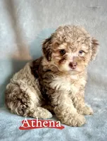 Athena, a female Poodle - Miniature  for sale in Wheeling, IL – 2 of 3