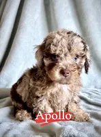 Apollo, a male Poodle - Miniature  for sale in Wheeling, IL – 1 of 2