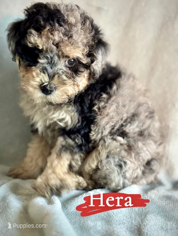 Hera – Poodle - Miniature  puppy for sale in Wheeling, IL