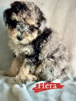 Hera, a female Poodle - Miniature  for sale in Wheeling, IL – 1 of 3
