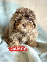 Selene, a female Poodle - Miniature  for sale in Wheeling, IL – 3 of 3