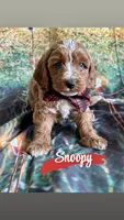 Snoopy, a male Cavapoo for sale in Wheeling, IL – 1 of 2