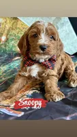 Snoopy, a male Cavapoo for sale in Wheeling, IL – 2 of 2