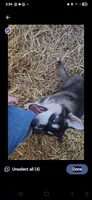 Lokie, a male German Shepherd Dog and Alaskan Husky for sale in Bowling Green, KY – 5 of 7