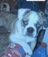 Silas, a male Boxer and Pug for sale in Bowling Green, KY – 1 of 10