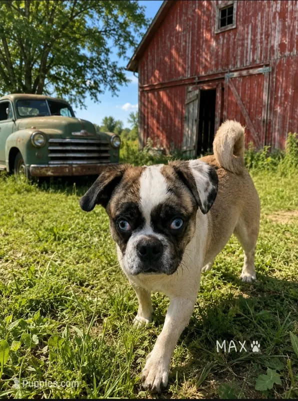 Max  – Boxer, Pug puppy for sale in Bowling Green, KY
