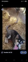 Lokie, a male German Shepherd Dog and Alaskan Husky for sale in Bowling Green, KY – 4 of 7