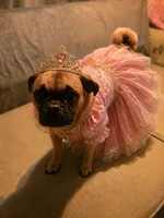 MJ ( Michelle jalapeño), a female Jack Russell Terrier and Pug for sale in Bowling Green, KY – 8 of 9