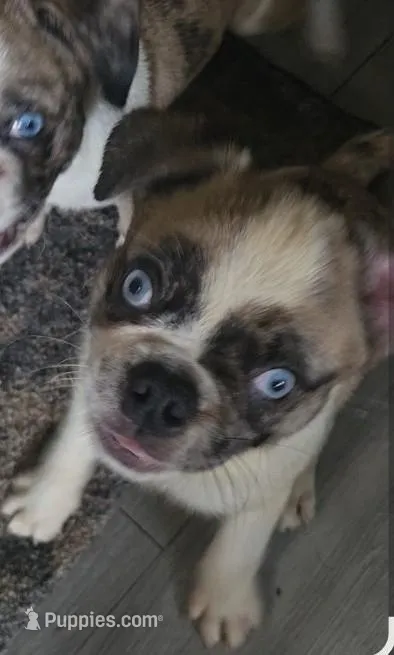 Max amass  – Boxer, Pug puppy for sale in Bowling Green, KY