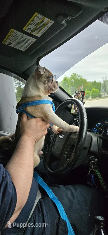 Silas – Boxer, Pug puppy for sale in Bowling Green, KY