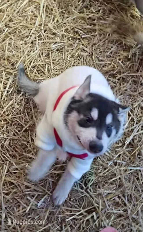 Lokie – German Shepherd Dog, Alaskan Husky puppy for sale in Bowling Green, KY
