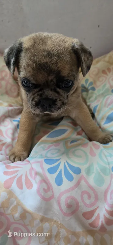 Milo – Jack Russell Terrier, Pug puppy for sale in Bowling Green, KY